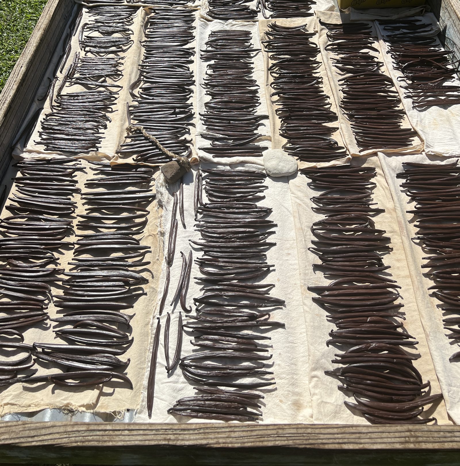 Hundreds of vanilla pods laid out in rows to cure in the sun