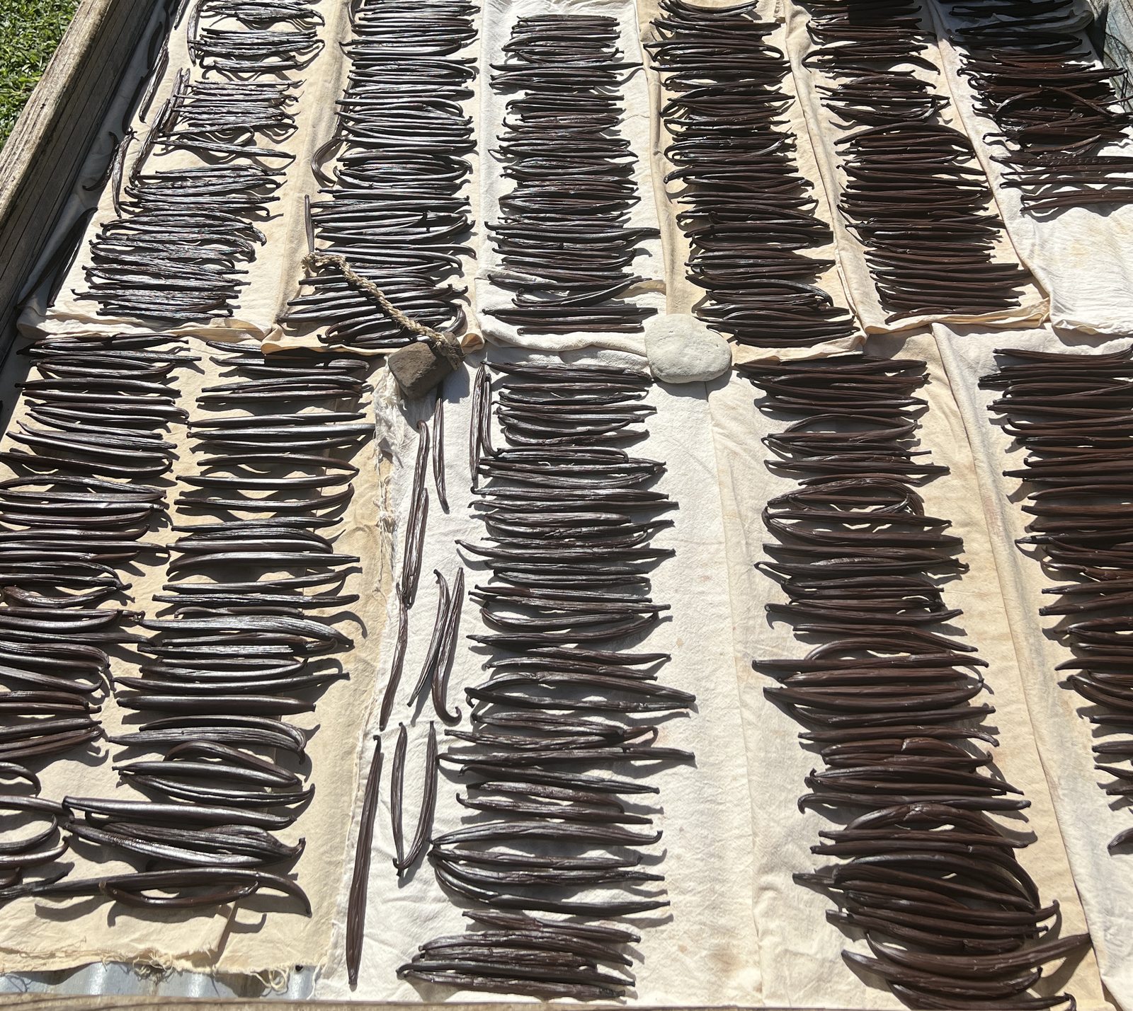 Rows of vanilla pods laid out to cure in the sun on Taha'a.