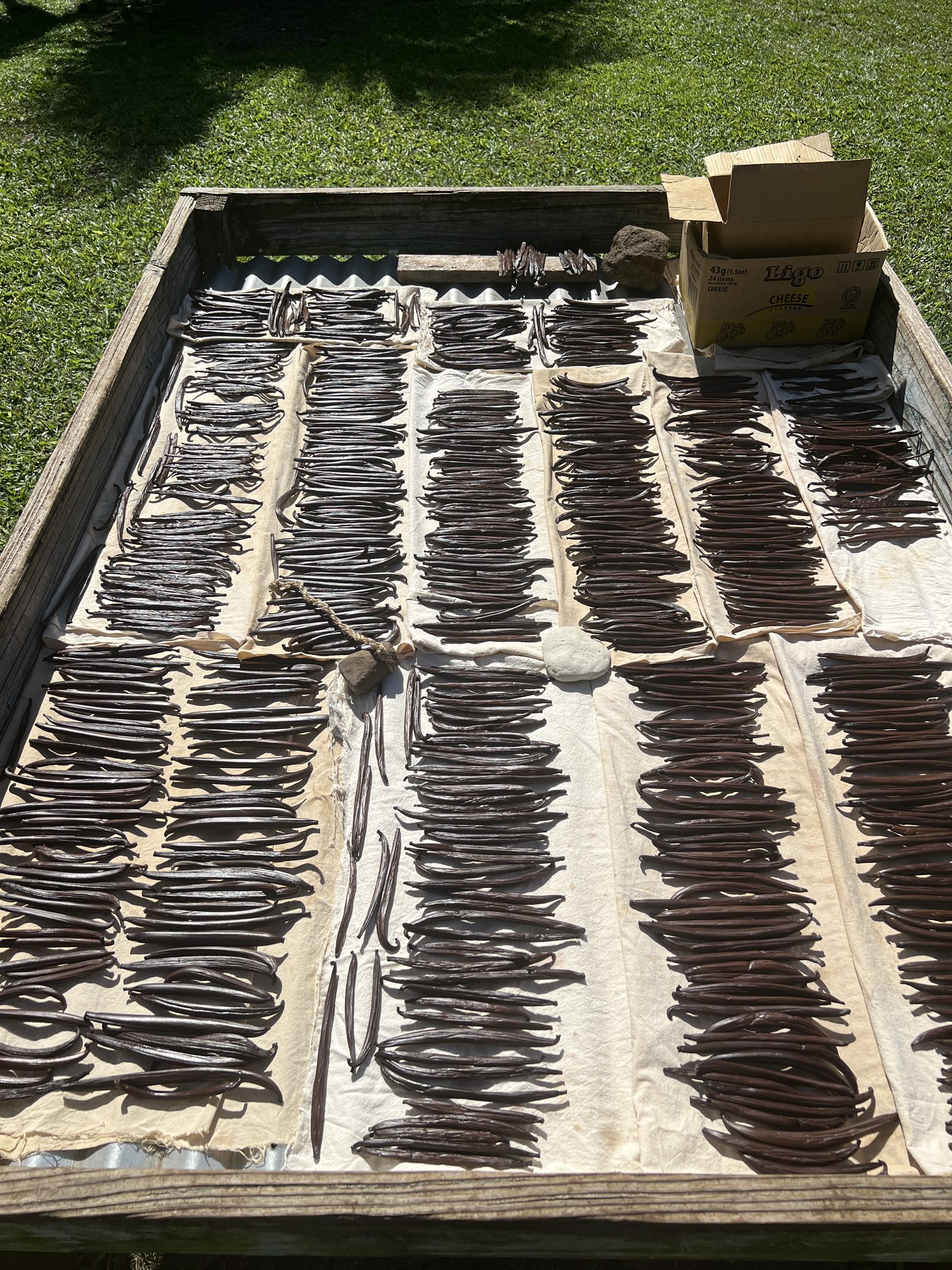 Rows of vanilla pods laid out to dry in the sun