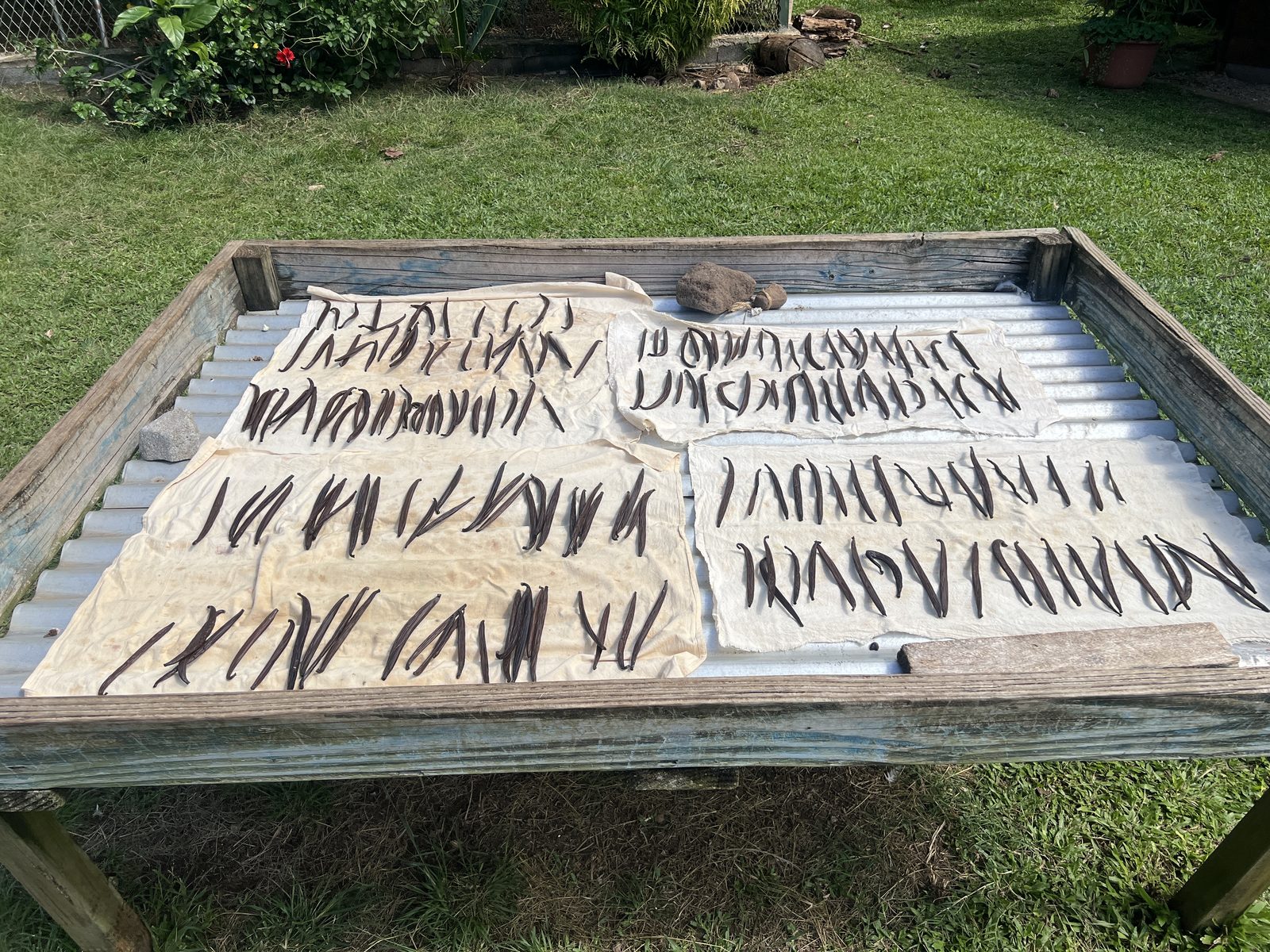 Hand-cured vanilla pods laid out to dry in the sun