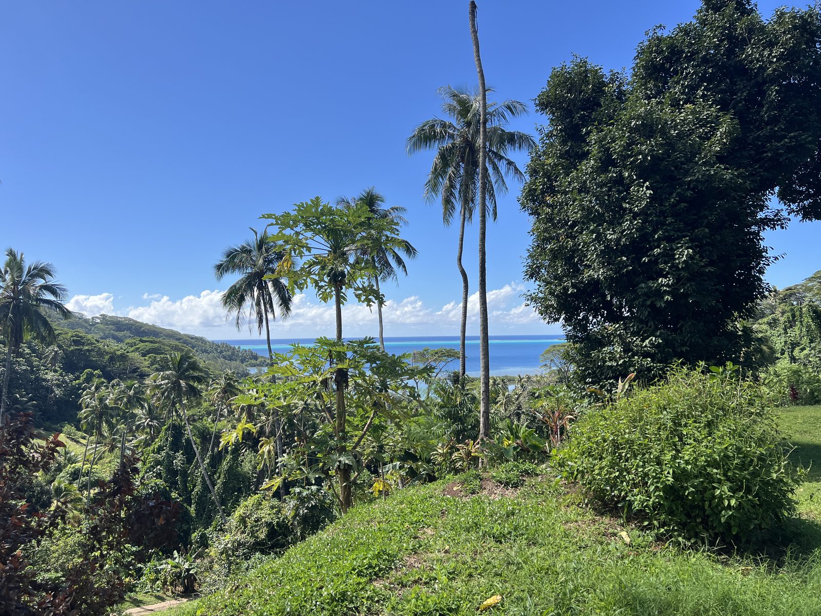 The estate planting, with the lagoon beyond