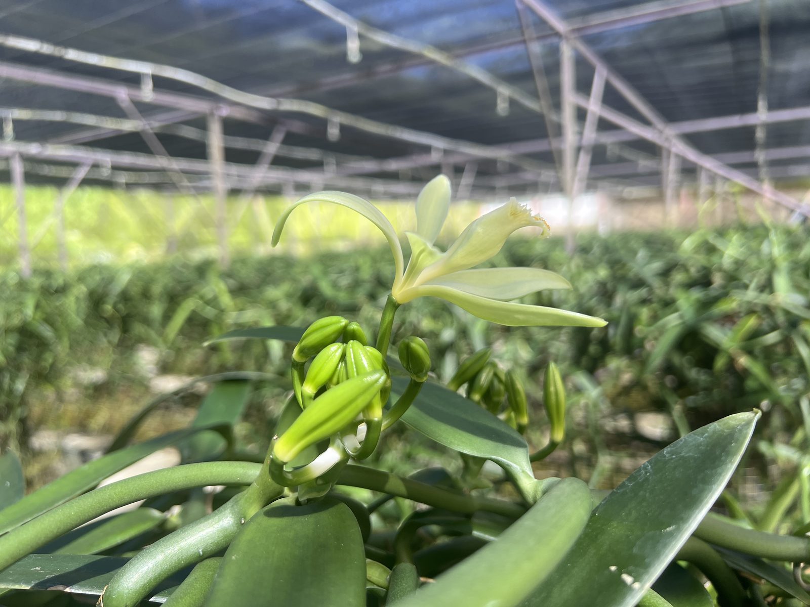 A Tahitensis vanilla orchid flower on the vine