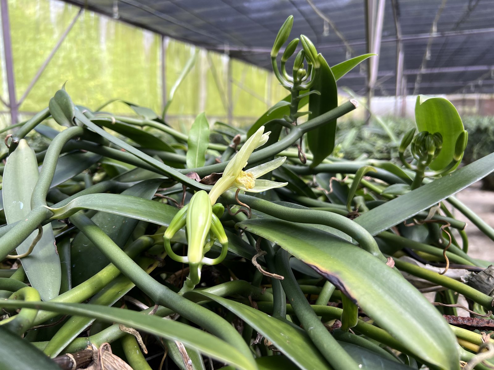 A blooming Tahitensis vanilla orchid flower on the vine