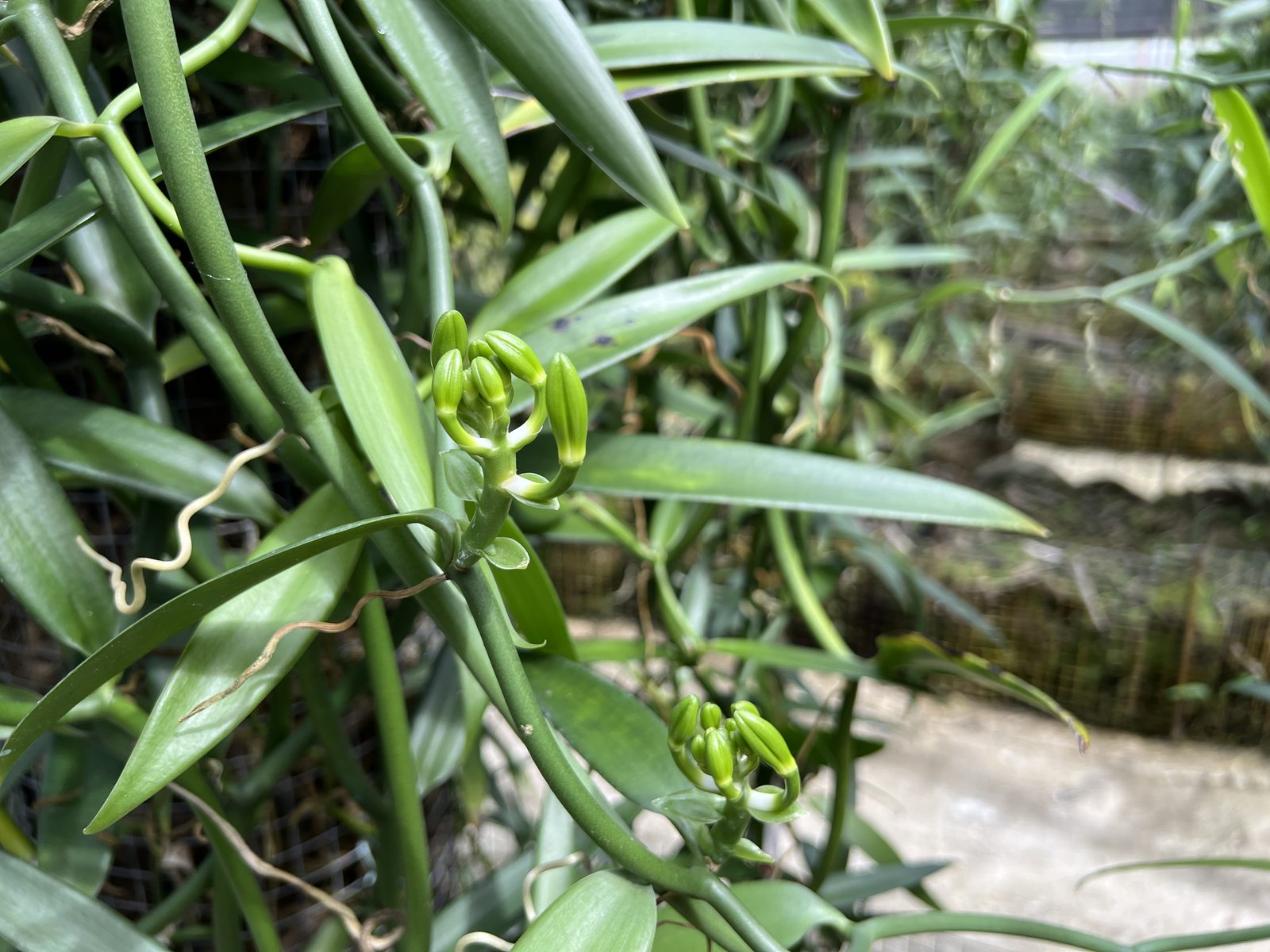 Vanilla flower buds on the vine, tended by hand