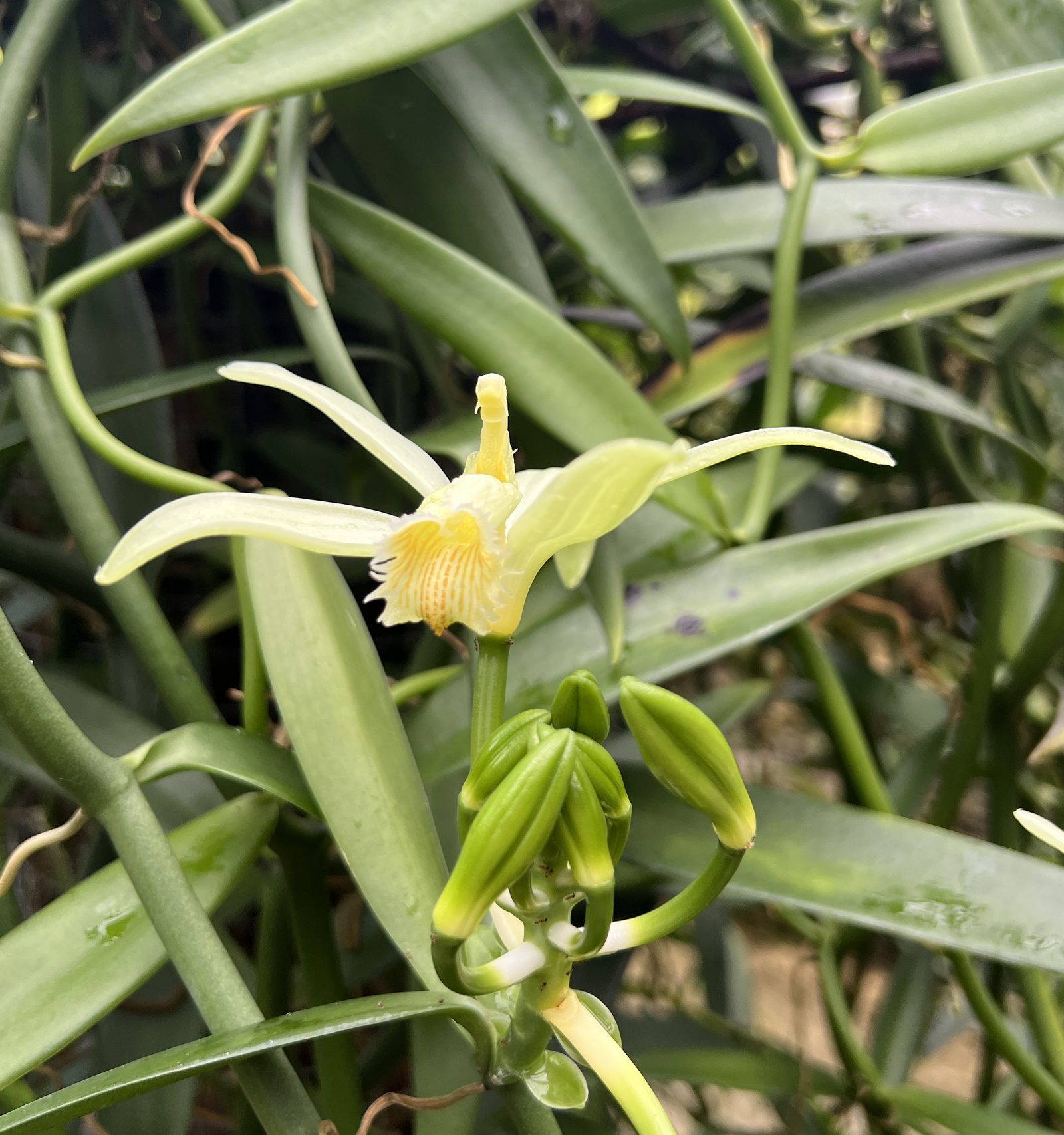 A Tahitensis orchid in full bloom on the estate