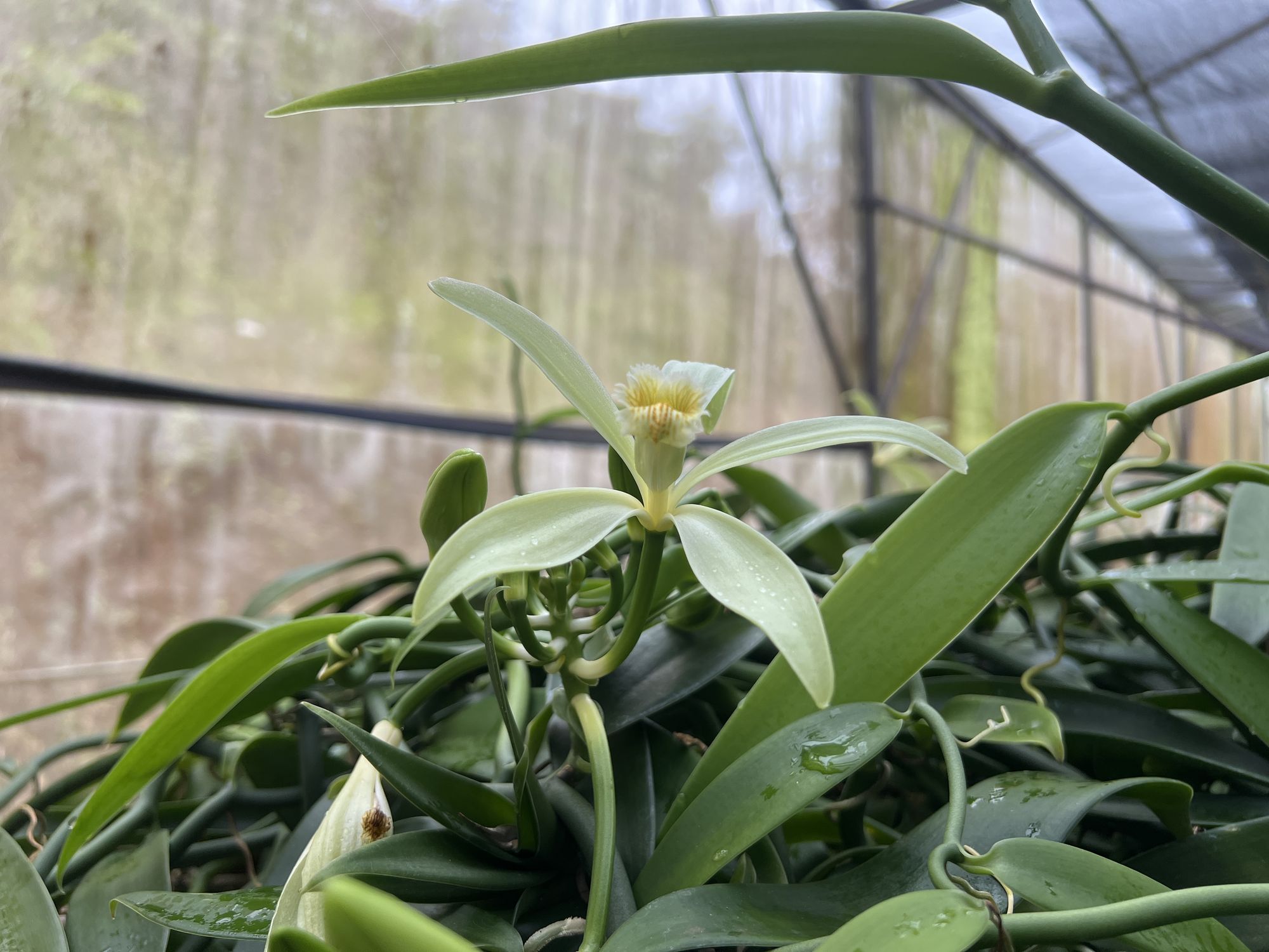 A single vanilla orchid flower in bloom on Taha'a, open for one morning only.