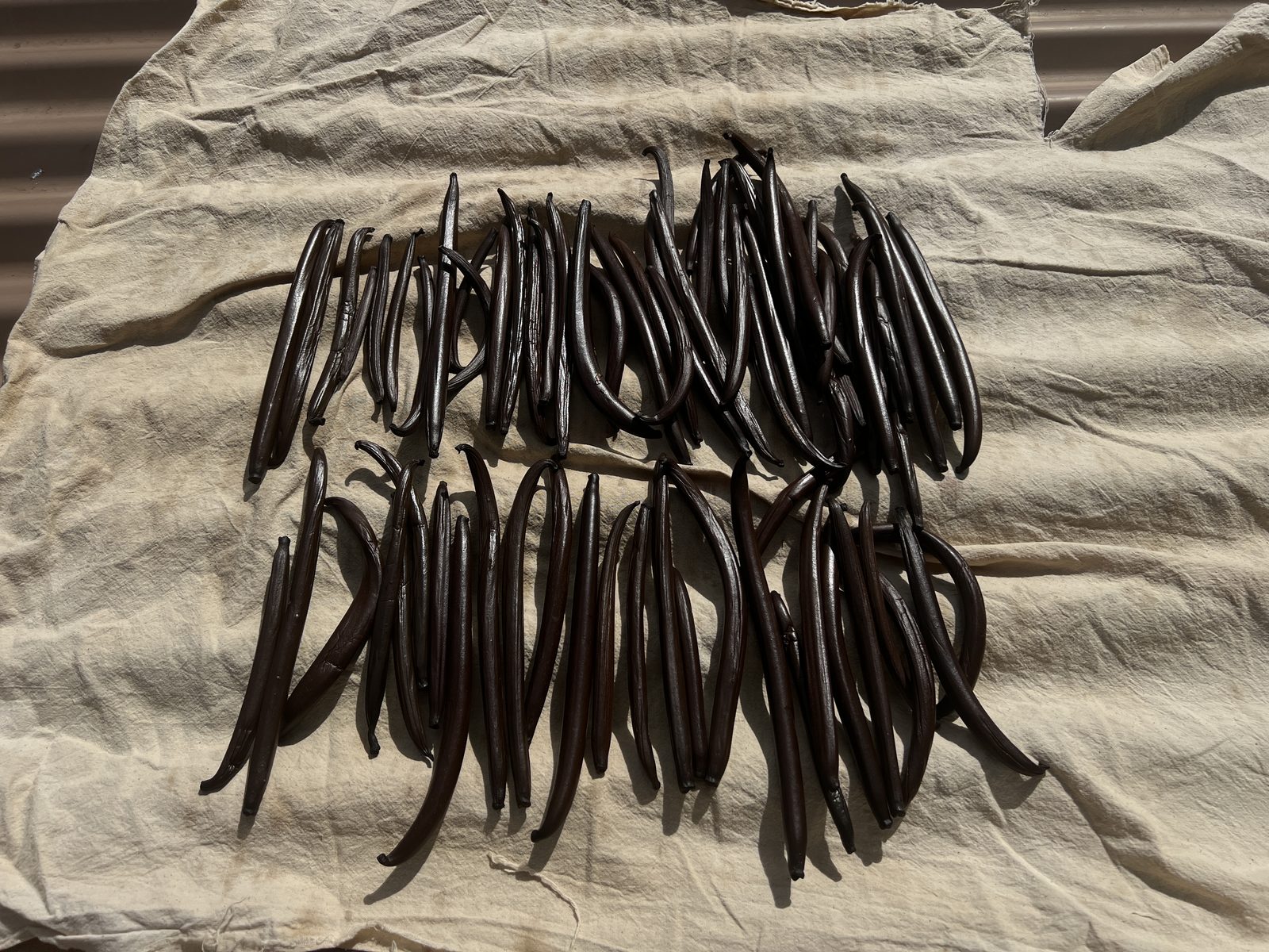 Gourmet-grade Tahitensis pods, graded and laid out on the estate.