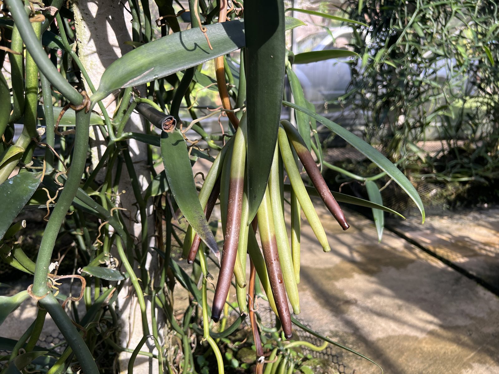 Tahitensis vanilla pods ripening on the vine