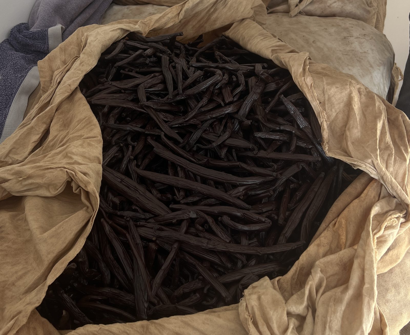 A sack of cured pods opened for grading