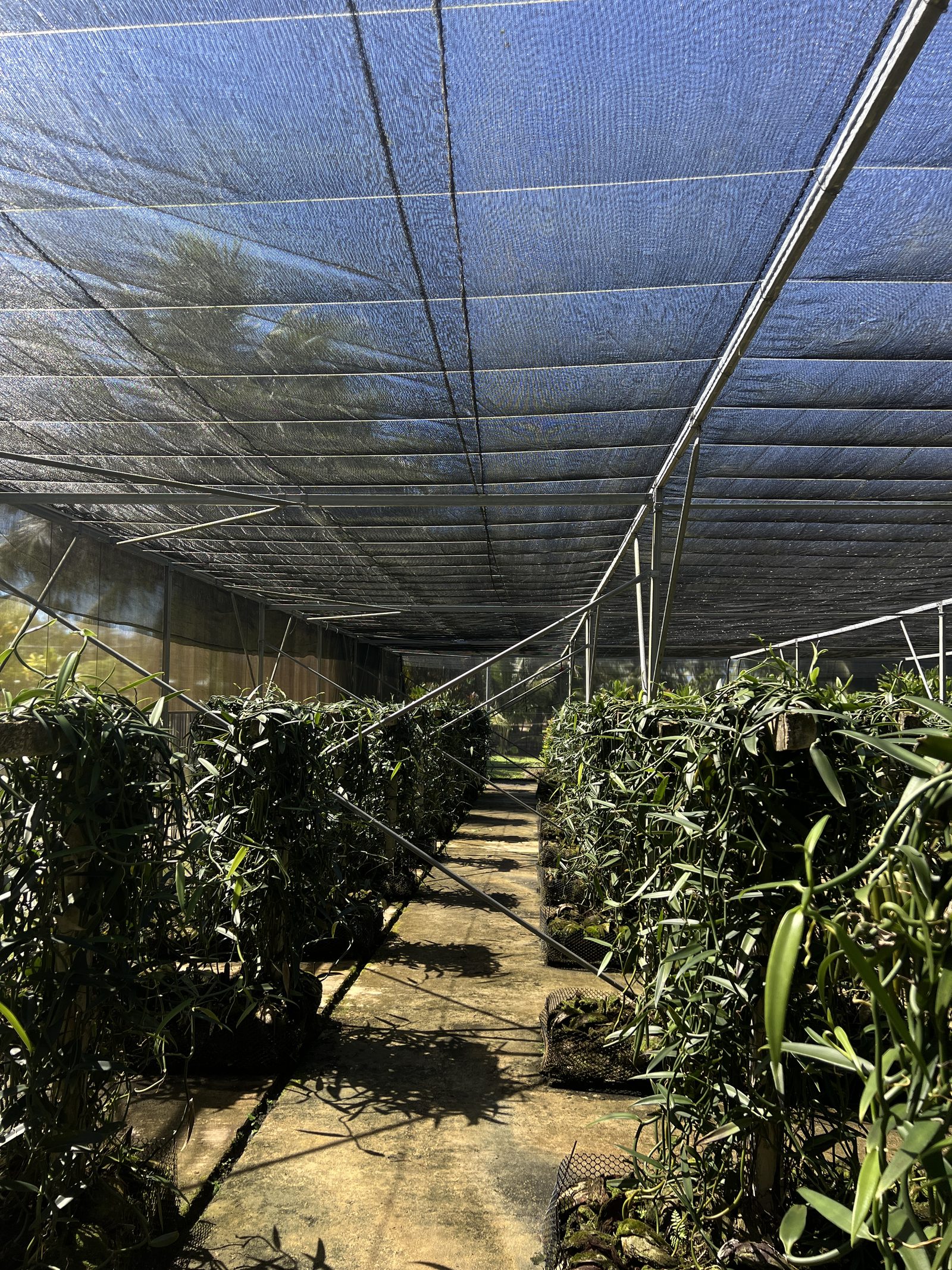 Rows of vanilla vines in the estate shade house on Taha'a