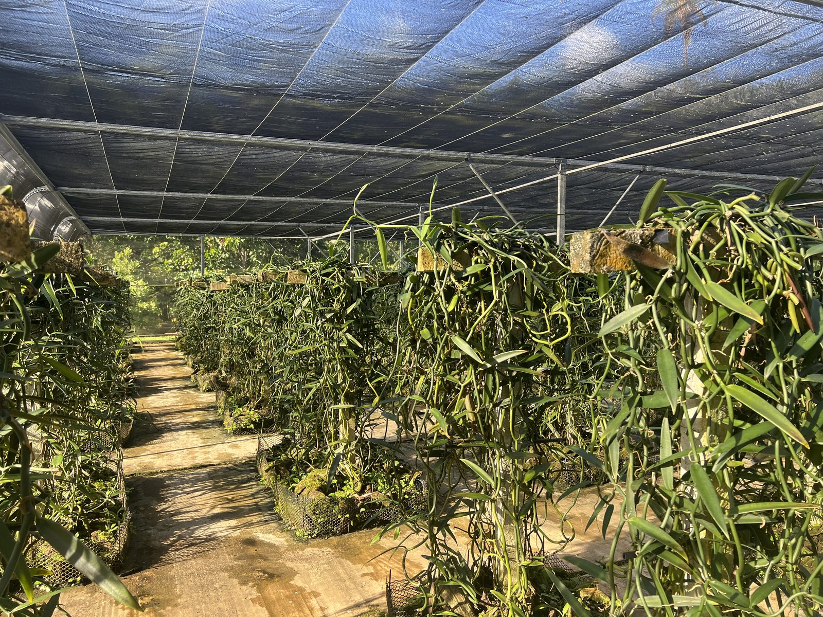 Rows of vanilla vines inside the estate shade house