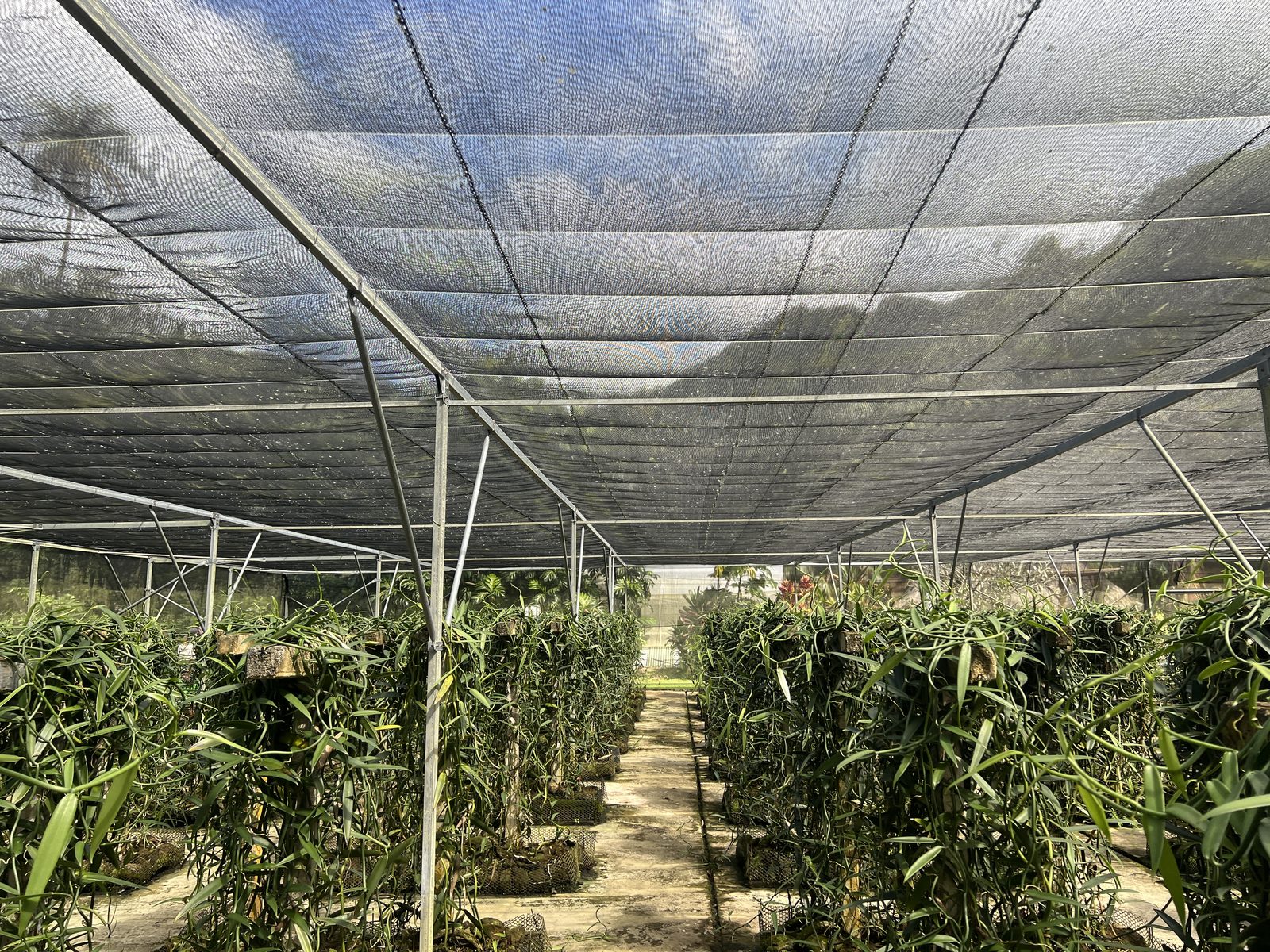 Rows of vanilla vines under shade cloth on the farm